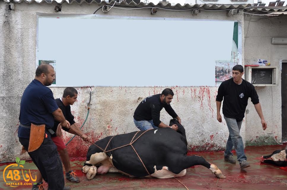 ada7auwqeqwy (5).jpg